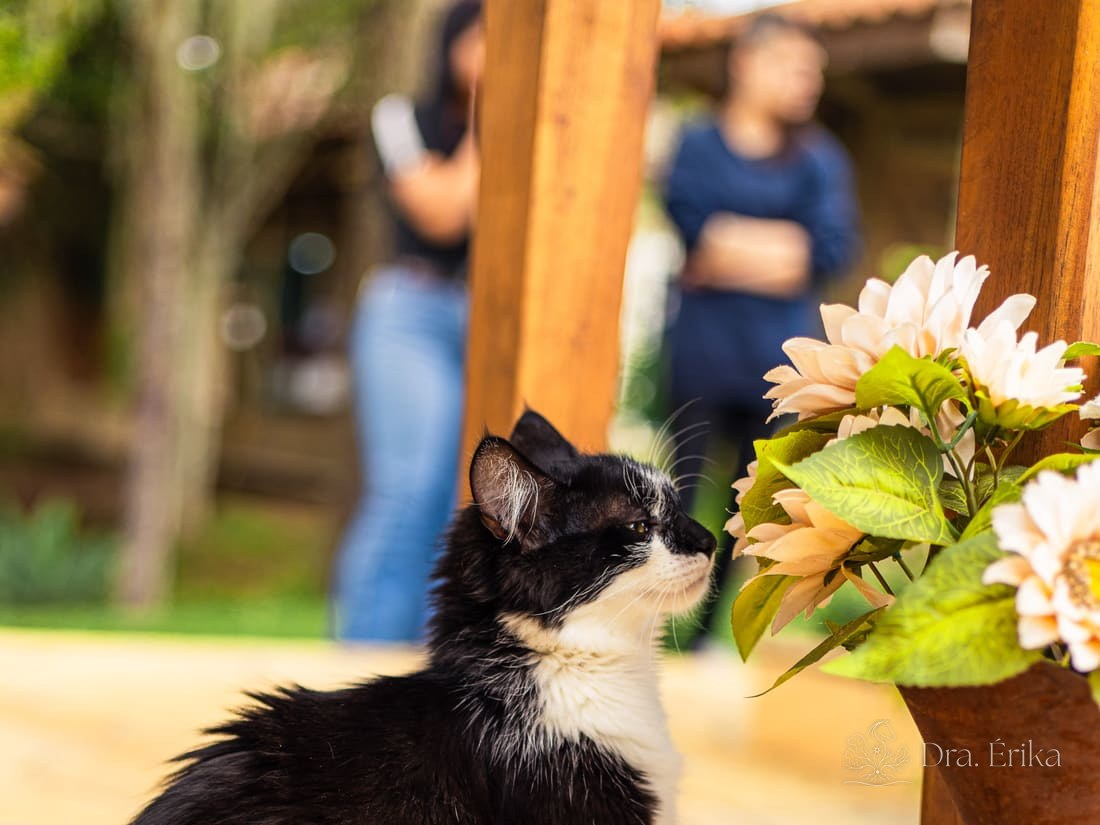 Dra. Erika Zanoni e animais