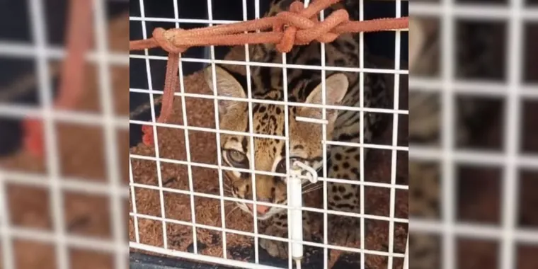Responsabilidade científica sobre o caso da jaguatirica Pituca
